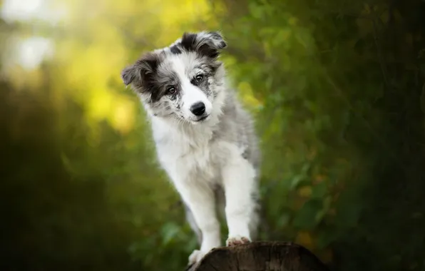 Picture greens, puppy, dog, Alice, bokeh, Australian shepherd, Aussie