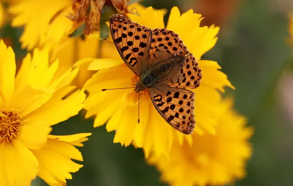 Flowers, macro, butterfly, wings, beautiful, closeup