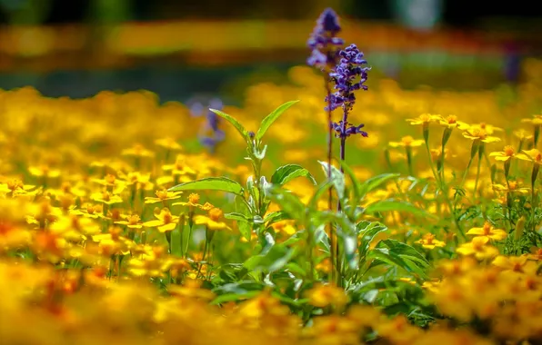 Picture lavender, bokeh, marigolds