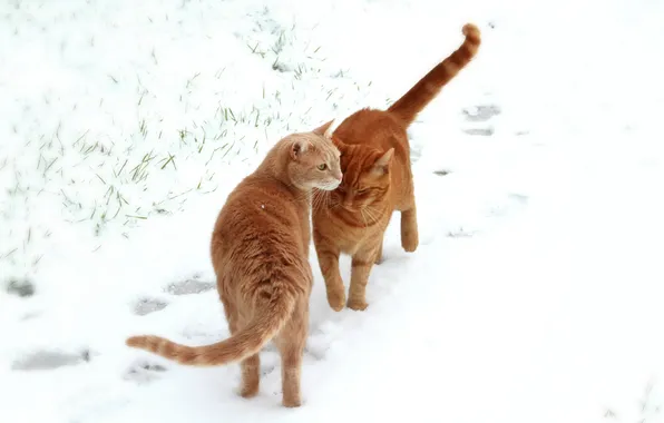 Picture field, snow, cats