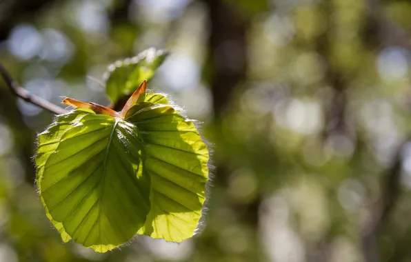 Leaves, macro, light