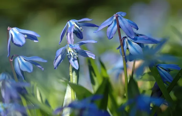 Drops, macro, light, flowers, blue, nature, Rosa, blue
