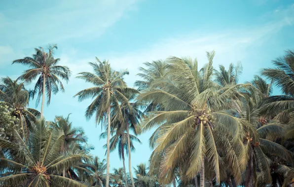 Picture beach, summer, the sky, palm trees, summer, beach, beautiful, paradise