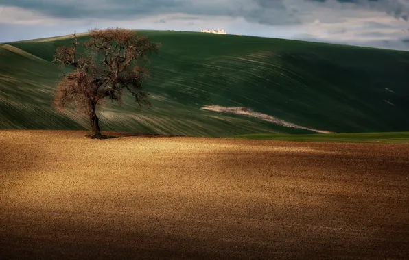 Field, tree, hills, spring, arable land