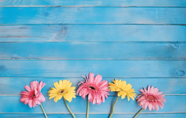 Flowers, background, yellow, colorful, pink, gerbera, yellow, wood