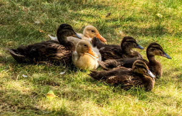 Grass, birds, glade, duck, company, ducklings, Chicks, a lot