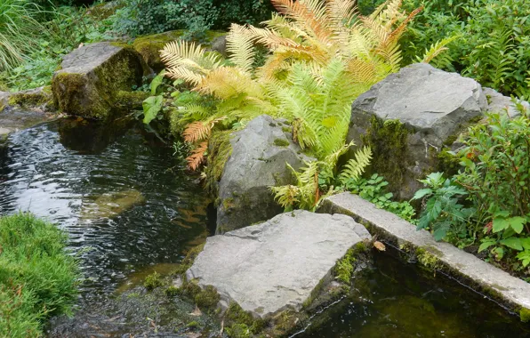 Stream, widescreen, Wallpaper, stone, plant, plants, wallpaper, widescreen