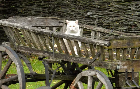 Autumn, cat, cat, widescreen, Wallpaper, wallpaper, cart, widescreen