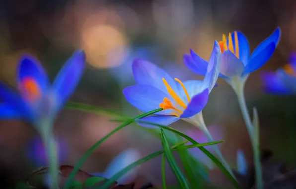 Flowers, blue, glade, spring, crocuses