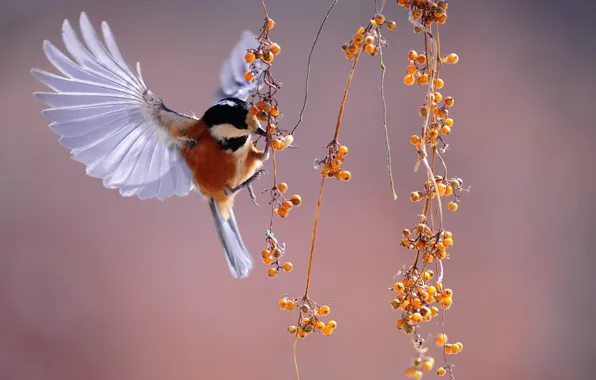 Picture flight, close-up, berries, close-up, flight, macro, tit, berries