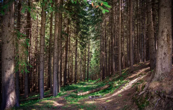 Trees, Forest, Trail, Forest, Trees, Path