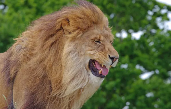 Picture face, portrait, Leo, mouth