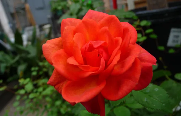 Bokeh, Bokeh, Orange rose, Orange rose