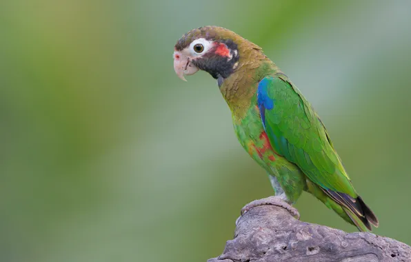 Picture background, bird, parrot, profile, Rosella