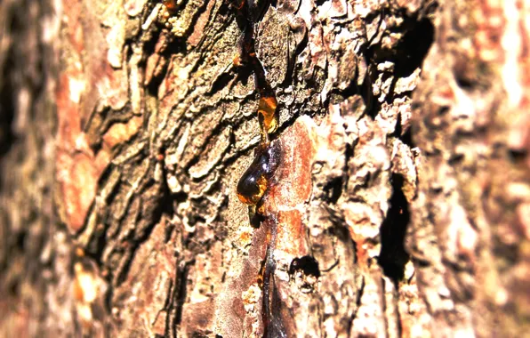Summer, nature, tree, heat, bark, brown, pine, amber