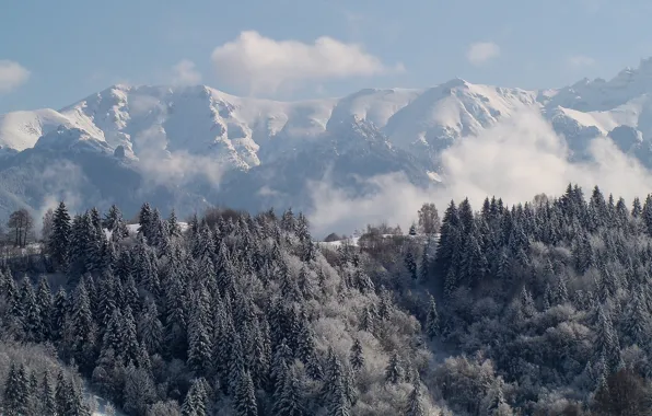 Winter, forest, mountains, ate, Carpathians, Romania, Transylvania
