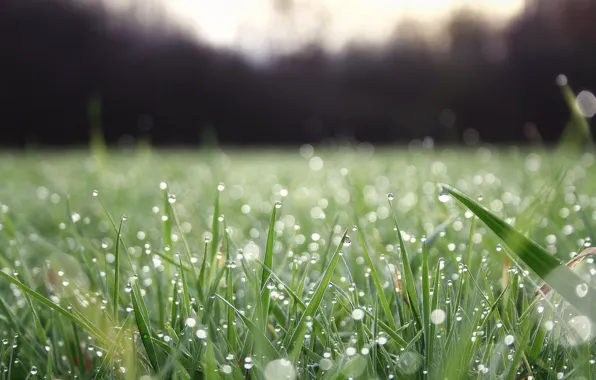 Greens, grass, water, drops, macro, freshness, nature, Rosa