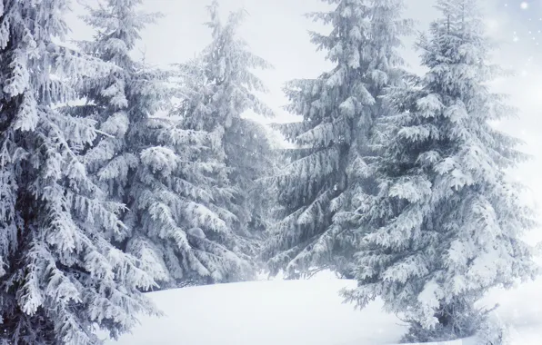 Nature, Winter, Trees, Snow, Spruce
