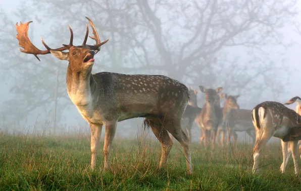 Picture deer, morning, the herd, main, the horns, Deer
