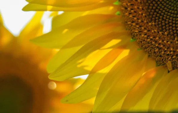 Summer, macro, yellow, sunflower