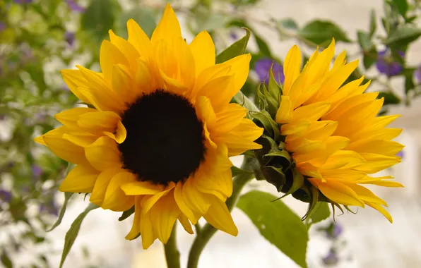 Picture sunflowers, yellow, two, decorative