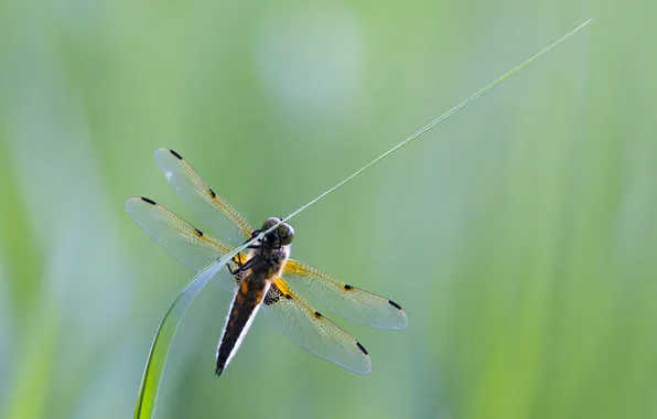 Picture wings, dragonfly, insect