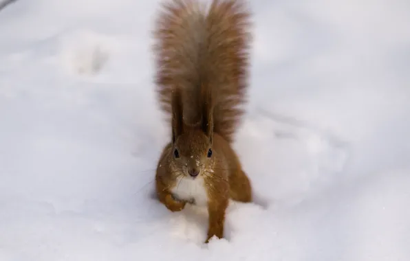 Winter, snow, fluffy, protein, tail, red, brush