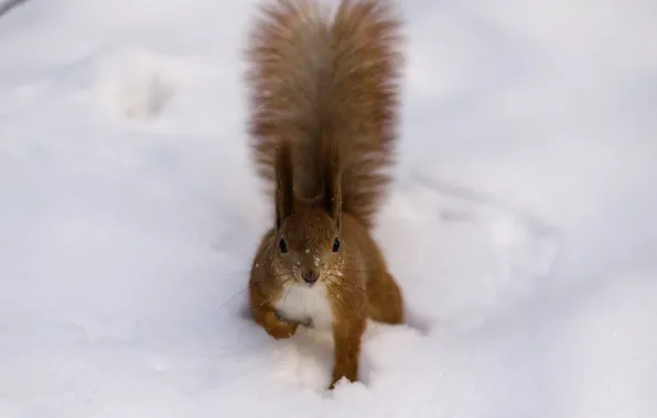 Picture winter, snow, tail, red, Protein, brush, fluffy