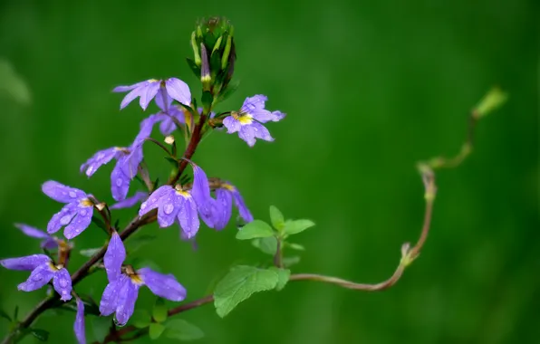 Greens, flower, summer, grass, meadow