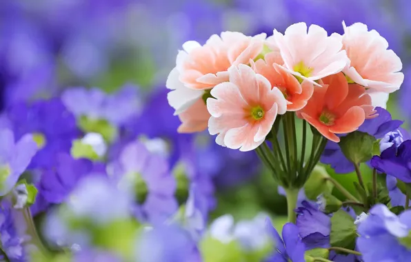 Picture macro, flowers, bouquet, pink, field, lilac