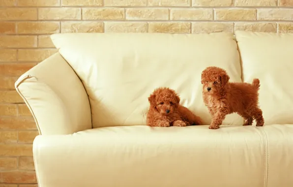Sofa, puppies