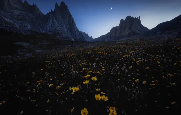 Field, summer, flowers, mountains, night, darkness, the moon, tops