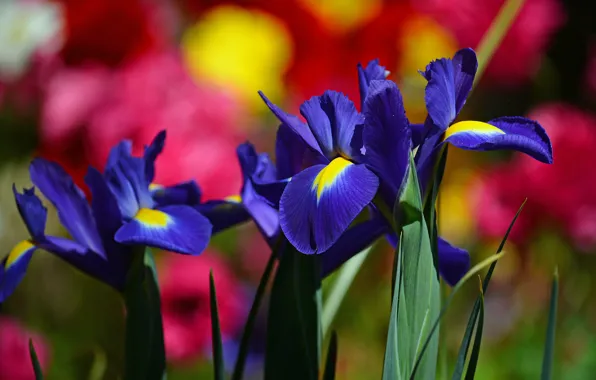 Macro, background, iris, iris