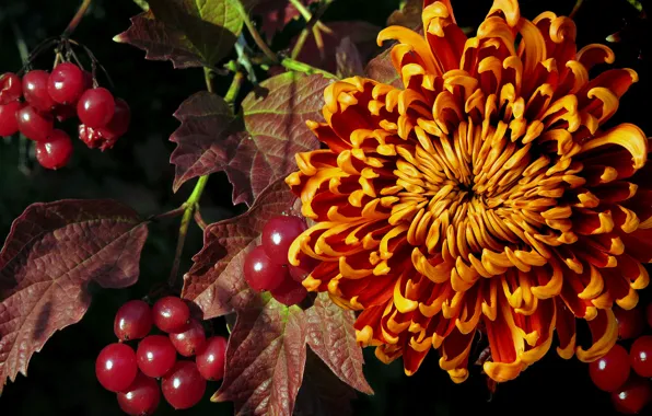 Berries, chrysanthemum, Kalina