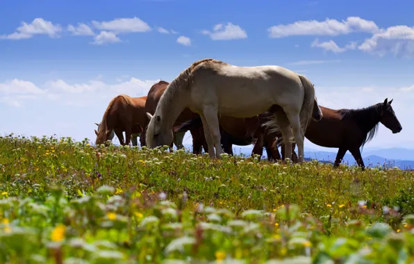 Summer, the sky, grass, clouds, light, flowers, blue, horses