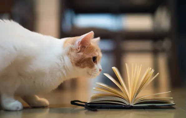 Cat, book, torode