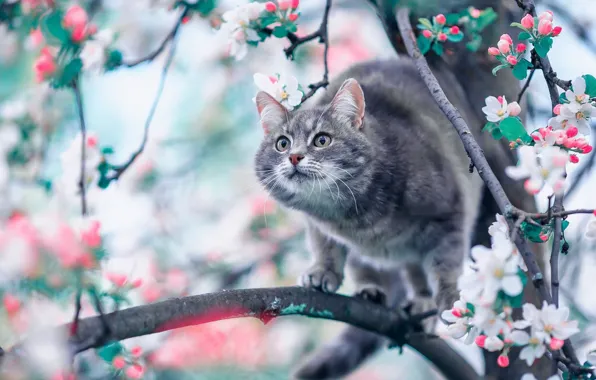 Cat, cat, flowers, spring