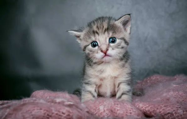 Cat, look, kitty, grey, baby, grey background, face, striped