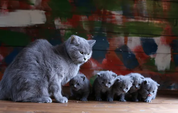 Picture cat, background, kitty, British