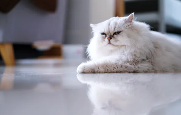 Picture cat, white, cat, look, pose, reflection, background, room