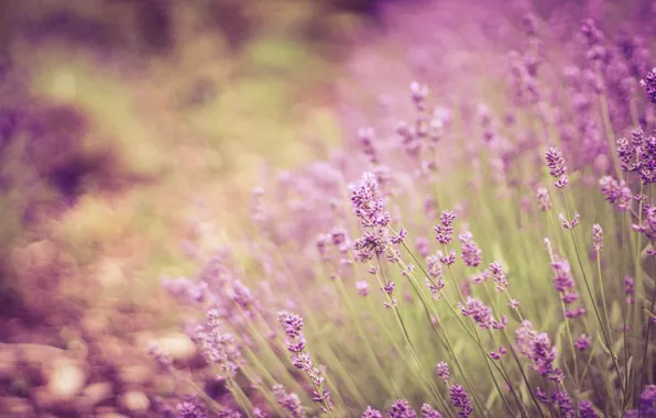 Picture stems, bokeh, lavender