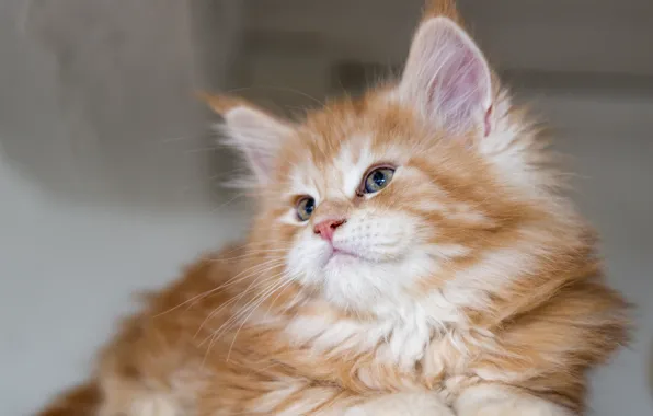 Red, kitty, Maine Coon