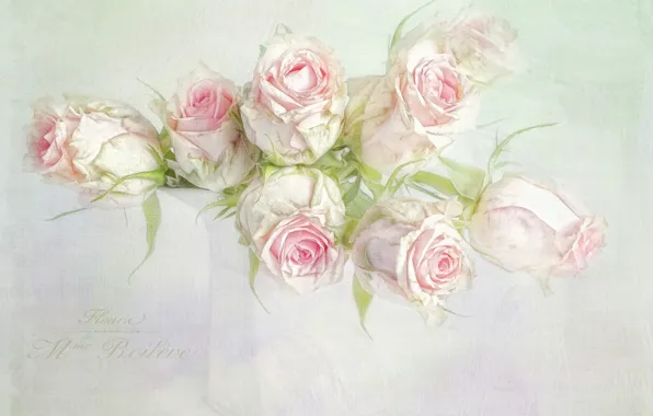 Flowers, the inscription, graphics, roses, bouquet, art, vase, pink