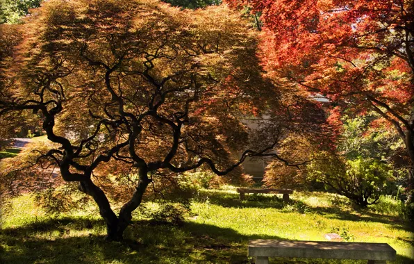 Picture autumn, Park, tree, colors, Nature, park, autumn, tree