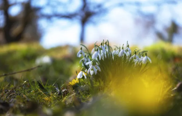 The sky, light, flowers, glade, blur, spring, snowdrops, white