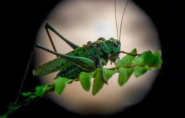 Leaves, night, branch, grasshopper, ads, Oleg Savitsky, macro photography of insects, Moonlight sonata