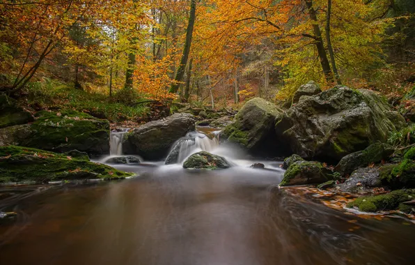 Autumn, forest, trees, river, stones