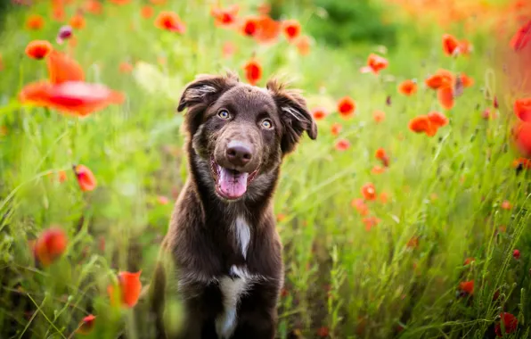 Field, language, summer, look, face, flowers, nature, pose