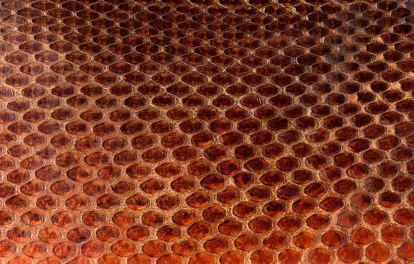 Picture texture, leather, animal texture, background desktop, the scales of a snake