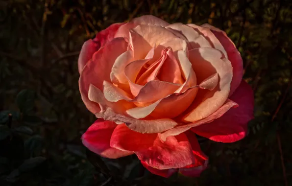 Picture drops, flowers, orange, the dark background, roses, pink